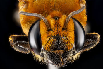 Megachile lanata, female, face_2012-06-26-16.35.56 ZS PMax - image gratuit #281557 