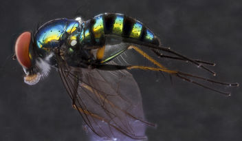 Fly with ink, U,side_2012-12-12-14.35.20 ZS PMax - image gratuit #281627 