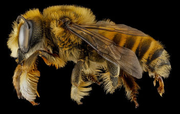 Megachile fortis, U, side, Jackson County, South Dakota_2013-01-29-17.41.37 ZS PMax - Free image #281667