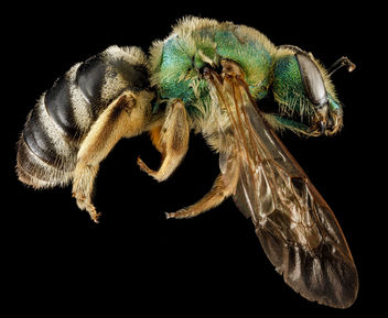 Agapostemon virescens, F, side, Kings County, New York_2013-02-01-15.08.22 ZS PMax - Kostenloses image #281677