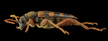 Beetle, U, Side, MD, Laurel_2013-06-27-14.50.16 ZS PMax - Free image #281827