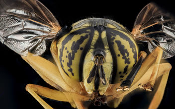 Spilomyia longicornis, Yellow Jacket Mimic Fly, U, Face, MD, Cecil County_2013-07-31-20.34.08 ZS PMax - image gratuit #281917 