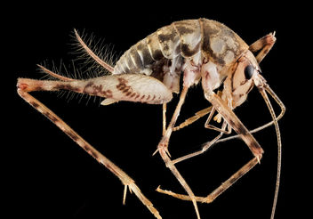 Camel Cricket, U, Side, PG County_2013-08-23-15.56.40 ZS PMax - Kostenloses image #281977