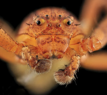 Crab Spider, Face, MD, Beltsville_2013-09-28-17.51.38 ZS PMax - бесплатный image #282057