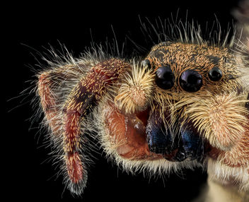 jumping spider8, face, upper marlboro, md_2013-10-18-12.11.55 ZS PMax - Kostenloses image #282127