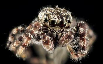 Jumping Spider 5, face, Upper Marlboro_2013-10-18-11.39.19 ZS PMax - image #282147 gratis