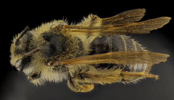 Andrena barbilabis, F, Back, PG Co, MD_2014-02-05-10.58.17 ZS PMax - Free image #282487
