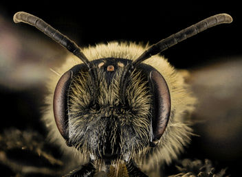 Andrena cornelli, F, Face, VA, Gales County_2014-01-24-18.28.58 ZS PMax - image #282537 gratis