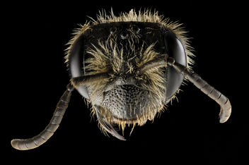 Andrena rugosa, f, face, upper marlboro, md_2014-04-21-18.28.18 ZS PMax - image #282627 gratis