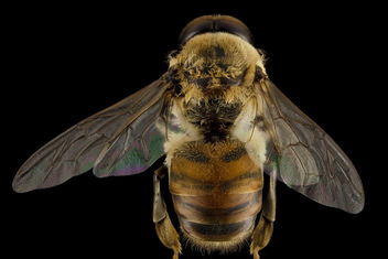 Honeybee drone, m, back, MD, pg county_2014-06-19-17.30.30 ZS PMax - image #282827 gratis