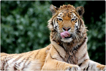 Tigers - South Lakes Animal Park (12) - бесплатный image #282837