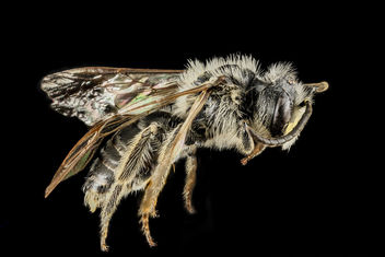 Andrena cressonii, Male, Side, Maryland_2013-05-31-18.24.49 ZS PMax - image gratuit #283027 