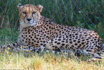 Cheetah at Parken Zoo, Eskilstuna, Sweden - image gratuit #283097 
