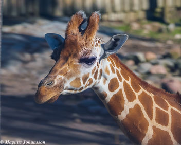 So beautiful giraff - image #283157 gratis