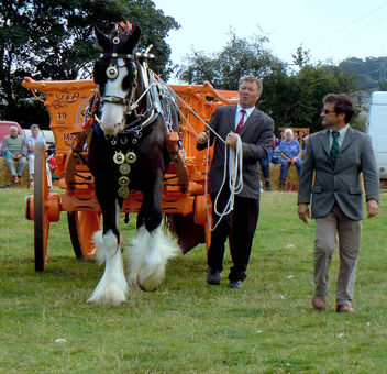 Ceffyl Gwedd-Shire horse. - Free image #283167