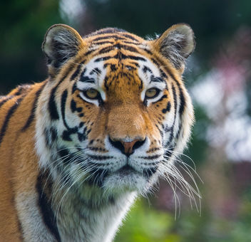 siberian Tiger - image gratuit #283247 