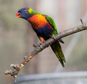 parrot (10 av 1) - image gratuit #283347 