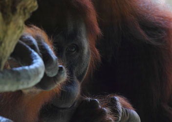Sumatran Orangutan - Kostenloses image #283397