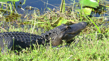 Alligator in the Everglades - бесплатный image #283427