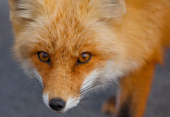 Foxes of Island Beach State Park New Jersey - бесплатный image #283507