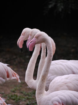 flamingos - image gratuit #283547 