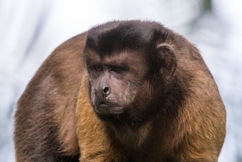 Brown Capuchin at Singapore Zoo - image gratuit #283857 