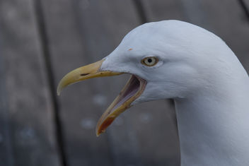 Seagull - бесплатный image #283957