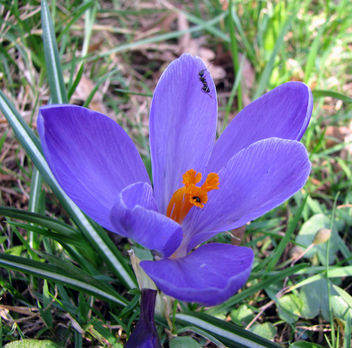 first visit in spring 2010 - image gratuit #284127 