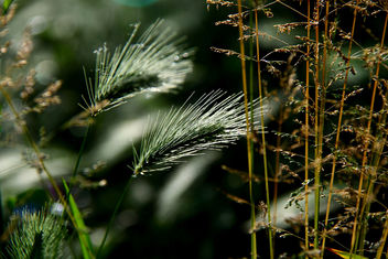 Nature in the weeds - бесплатный image #284377
