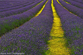 Lavender Field - image #284417 gratis