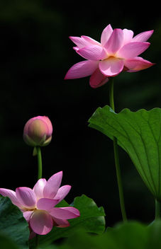 Lotus - image gratuit #285267 