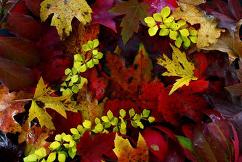 Fall Foliage Leaves - Kostenloses image #285477