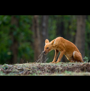 The look of Dhole (Asiatic Wild Dog) - Kostenloses image #286407