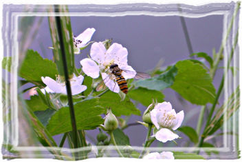 ~~ Delighting of Nectar by Water ~~ - бесплатный image #286667