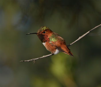Rufous Hummingbird Perched - image gratuit #287467 