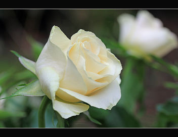 A summer rose - image #287967 gratis