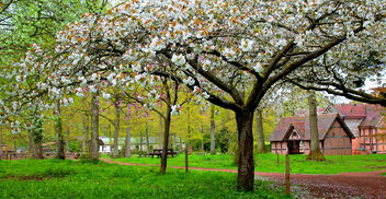 Magnolia Blossom Queenswood Herefordshire #Dailyshoot - бесплатный image #288477