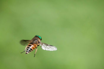 hoverfly 03 - image gratuit #288817 