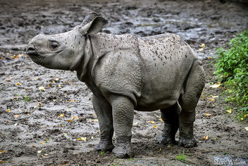 Greater One Horned Rhino Calf - image #289307 gratis