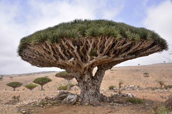 Dragon Blood Tree, Socotra Island - image #289497 gratis