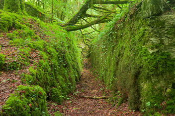 Ancient Emerald Forest Trail - HDR - image gratuit #289857 
