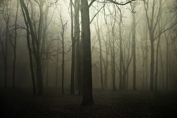 Can't See the Forest for the Trees - Free image #289977