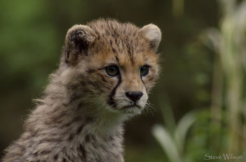 Northern Cheetah Cub - Kostenloses image #290097
