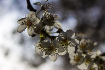 Spring is here - бесплатный image #291077