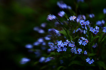 Forget-me-not - Free image #291727