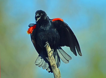 Red Winged Blackbird - image #291847 gratis