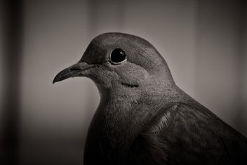 mourning dove - image #292507 gratis
