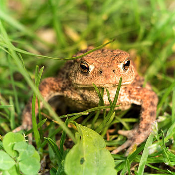 Portrait of a frog - image gratuit #292617 