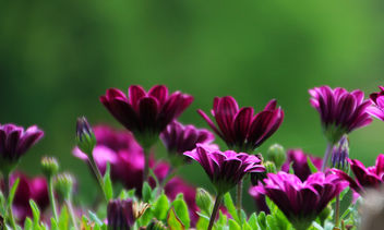 Beautiful purple - image #292847 gratis