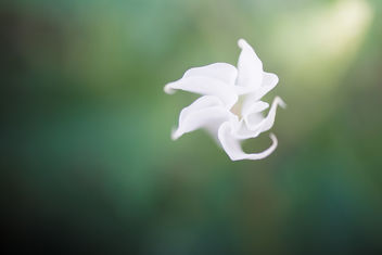 White Flower - Kostenloses image #293287